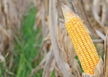 Abramilho critica medida que aumenta carga tributária sobre insumos e produtos agrícolas em SP