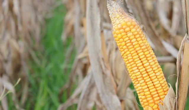 Abramilho critica medida que aumenta carga tributária sobre insumos e produtos agrícolas em SP