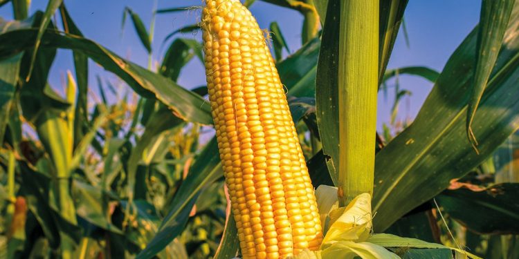 Governo britânico encaminha correspondência à Aliança Internacional do Milho sobre biotecnologia agrícola