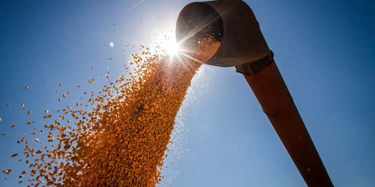 Abramilho parabeniza Ministério da Agricultura pela assinatura de protocolo fitossanitário, que abre caminho para embarques de milho brasileiro para China