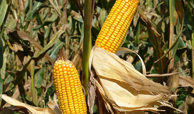 Abramilho participa do congresso da Associação Argentina de Milho e Sorgo