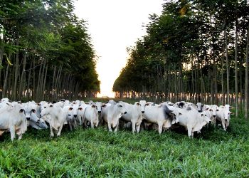 Paolinelli fala sobre as oportunidades do mercado de créditos de carbono para o agro