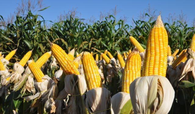 Paolinelli destaca importância do seguro rural no Plano Safra 2022/23