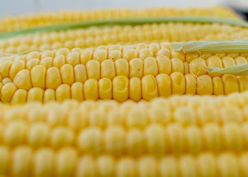 Eficiência e sustentabilidade marcam evolução do milho no Brasil